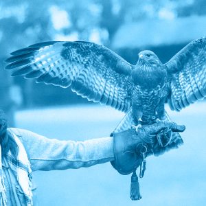 ARTE DELLA FALCONERIA: TECNICA E PRATICA