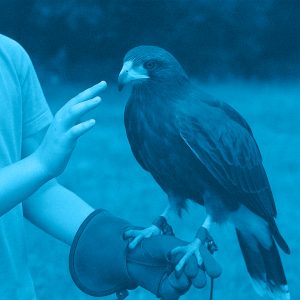 ARTE E FALCONERIA PER I PIÙ PICCOLI (+5 ANNI)