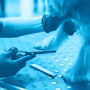 TOELETTATURA: CURA DEL CANE IN 5 MINUTI (MINICLASS)