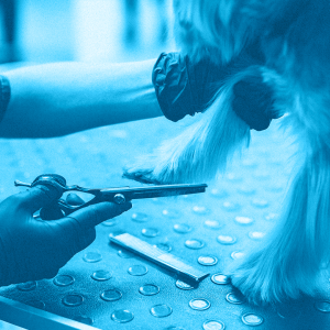 TOELETTATURA: CURA DEL CANE IN 5 MINUTI (MINICLASS) (AVANZATO)