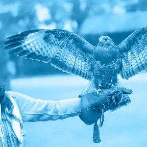ARTE DELLA FALCONERIA: TECNICA E PRATICA